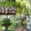 cây dừa