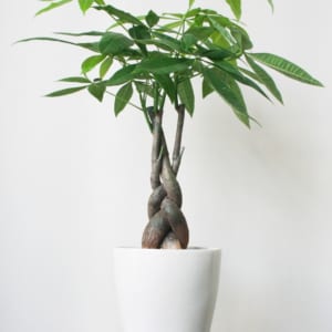 cay-kim-ngan (4)