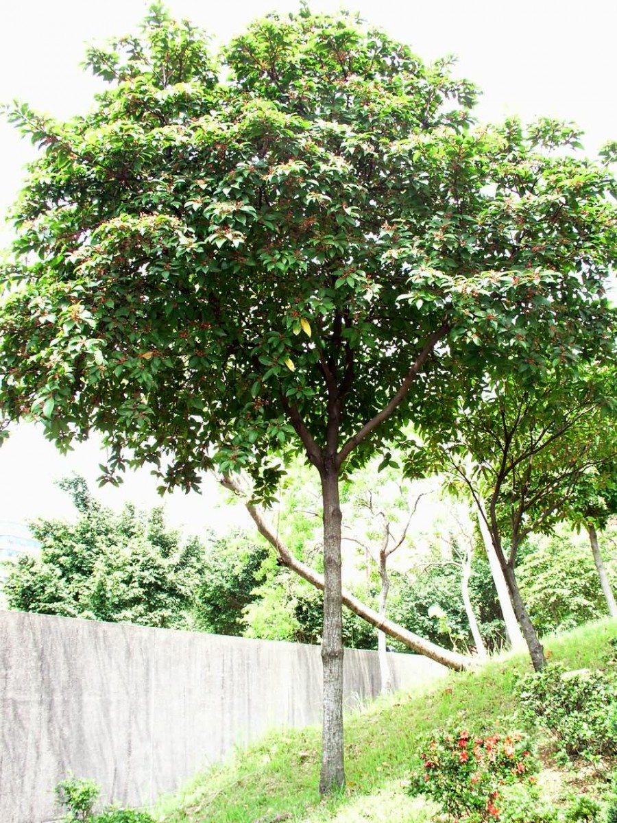 cay-sang-4