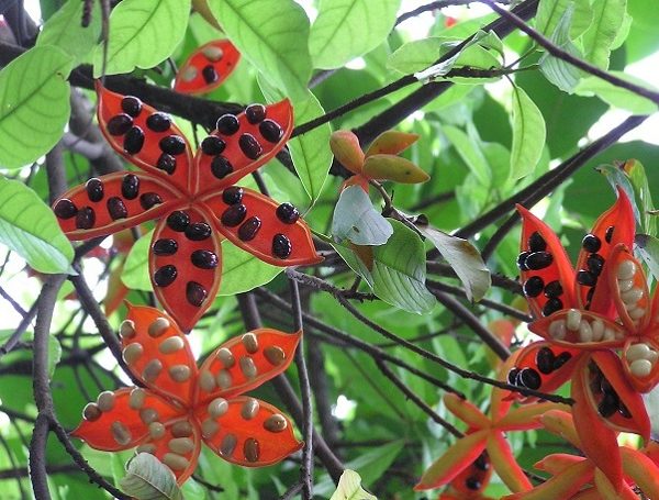 Sang - thông tin chi tiết, báo giá, quy cách câyCây sang - vingarden.vn