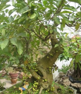 sung cổ thụ