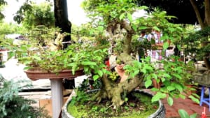 sung cổ thụ
