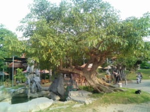 sung cổ thụ