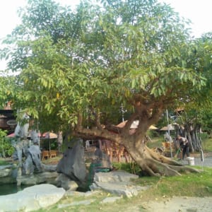 sung cổ thụ