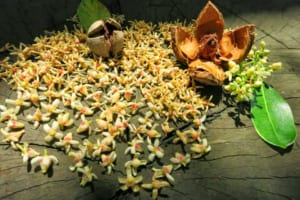xà cừ