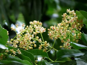 xà cừ