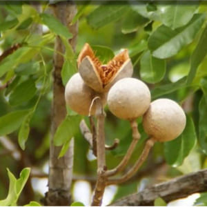 xà cừ