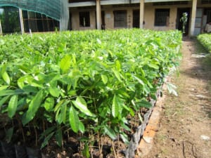 xà cừ
