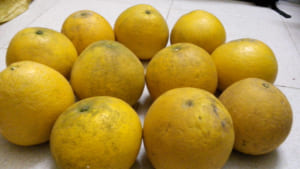bưởi diễn