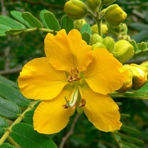 muồng lá lạc