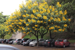 muồng lá lạc