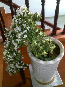 cây kiểng lá đẹp