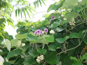 cây thân leo