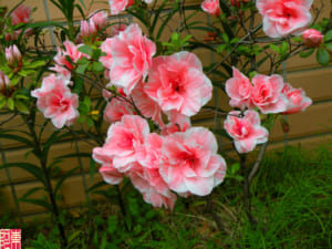 hoa đỗ quyên