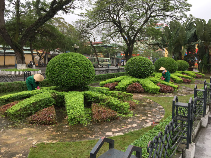 dịch vụ cắt tỉa cây xanh
