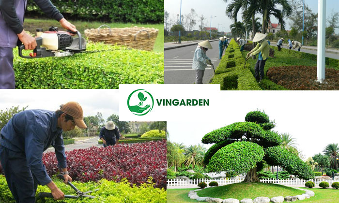 dịch vụ cắt tỉa cây xanh